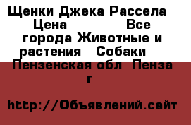 Щенки Джека Рассела › Цена ­ 10 000 - Все города Животные и растения » Собаки   . Пензенская обл.,Пенза г.